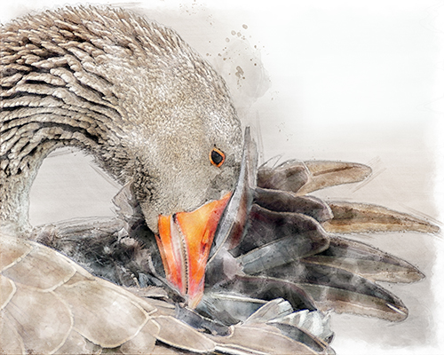 Goose stretching its neck in a graceful arched pose