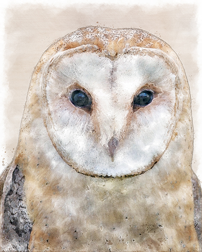 A front‑facing barn owl rendered in soft watercolor light.