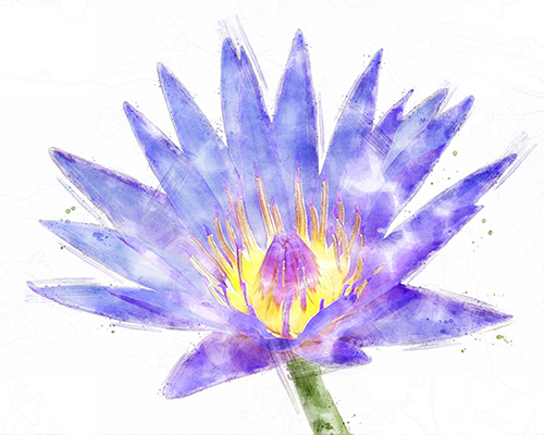 Blue water lily floating on still water