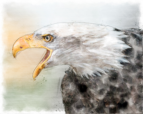 Bald eagle portrait enriched with warm color washes