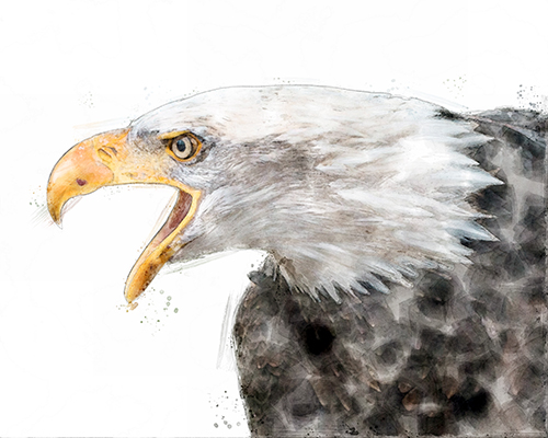 Bald eagle portrait with crisp detail