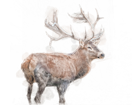 Deer standing quietly in a natural woodland setting