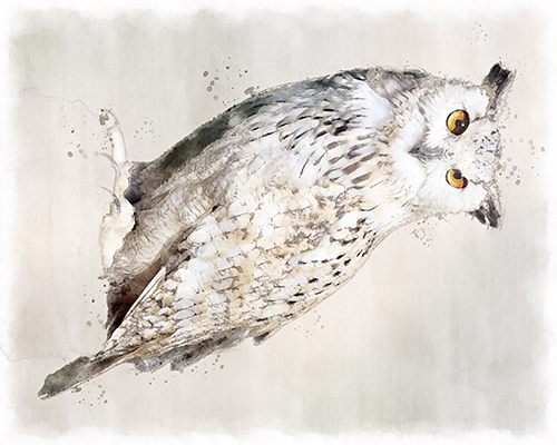 Eagle Owl portrait softened with a cool gray wash