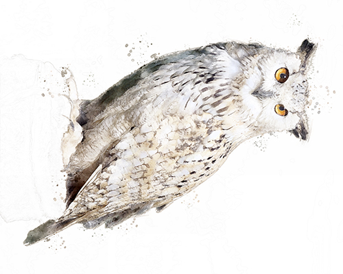 Eagle Owl rendered with sharp detail