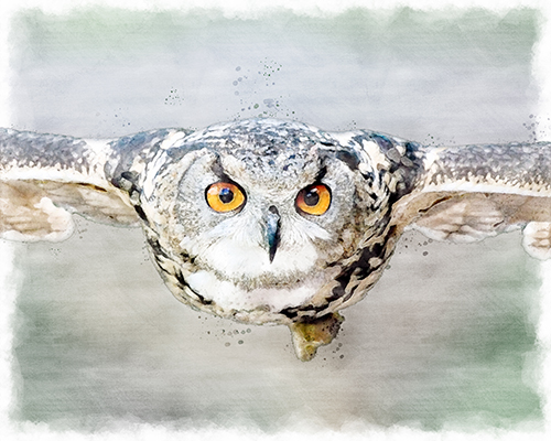 Eurasian Eagle Owl in mid-flight with dramatic wings