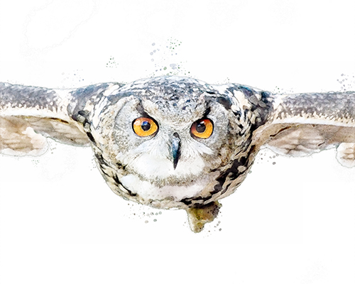 Eurasian Eagle Owl soaring with crisp detail