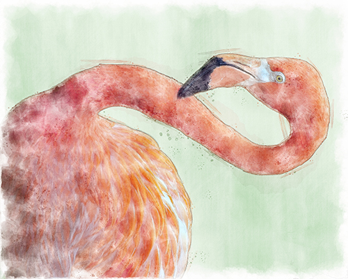 Flamingo standing in shallow water with soft pink tones