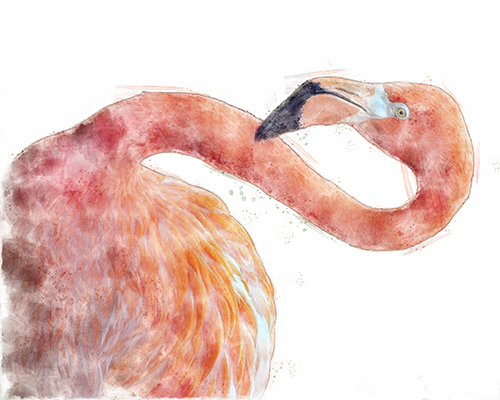 Flamingo standing tall with natural coloration