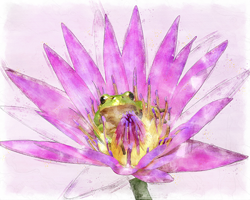 Frog resting inside a pink lily with soft pink washes
