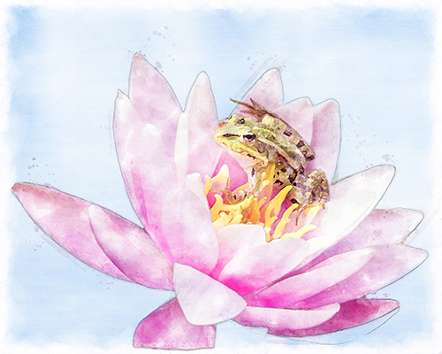 Frog perched on a pink water lily