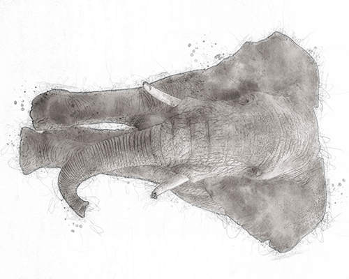 Elephant walking forward with gentle shading