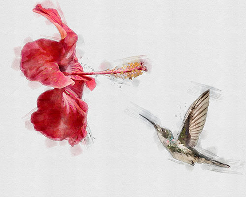 Hummingbird hovering near a blooming hibiscus flower