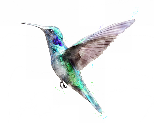 Hummingbird shimmering with natural iridescent tones