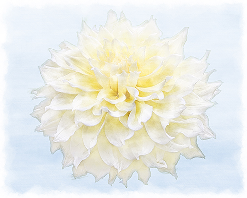 Yellow dahlia with cool blue shading