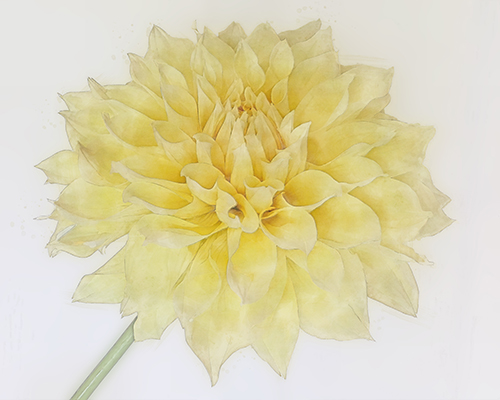 Large yellow dahlia with ruffled petals