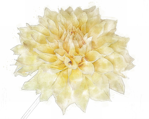 Yellow dahlia rendered in a warm variation