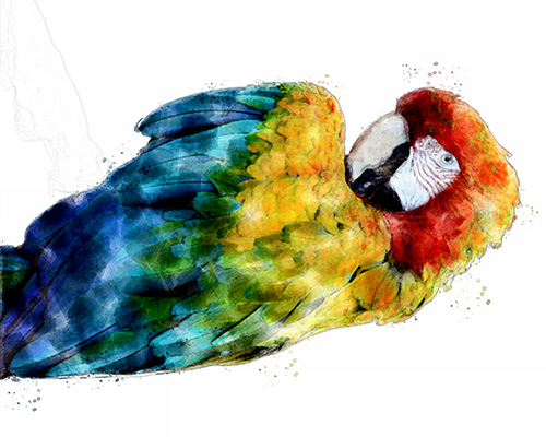 Vibrant macaw with bold blues and reds