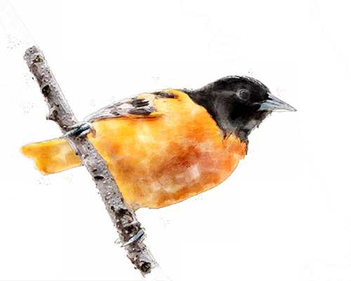 Baltimore Oriole perched on a branch with crisp detail