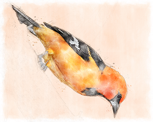 Baltimore Oriole perched among warm orange washes