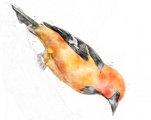 Baltimore Oriole perched with crisp detail