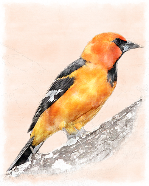 Baltimore Oriole perched among warm orange washes.