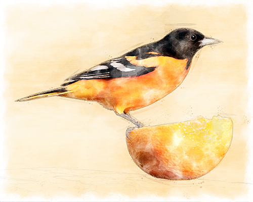 Baltimore Oriole framed by warm yellow washes