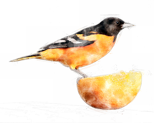 Baltimore Oriole framed by a bright white wash