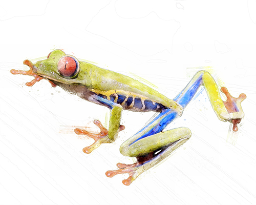 Frog resting on a leaf with crisp natural detail