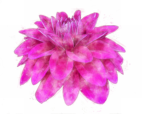Purple dahlia with layered petals