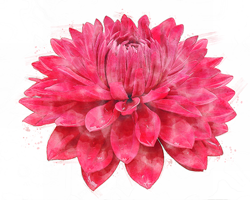 Red dahlia with deep, velvety petals