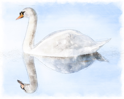 Swan gliding across still water with a mirrored reflection