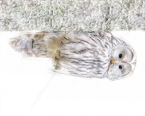 Tawny Owl perched quietly with warm tones