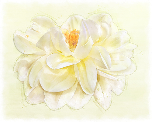 Yellow dahlia enriched with warm yellow washes