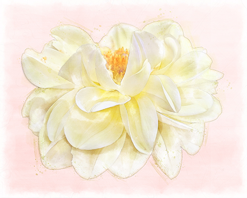 Yellow dahlia accented with soft pink washes