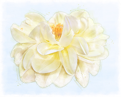 Yellow dahlia accented with a cool blue wash