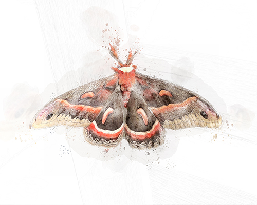 Cecropia moth with bold patterned wings