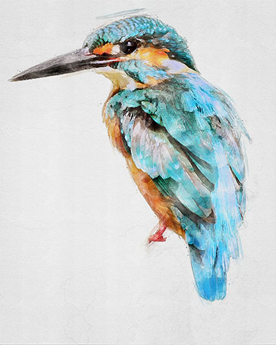 Kingfisher perched alertly with vivid blue plumage