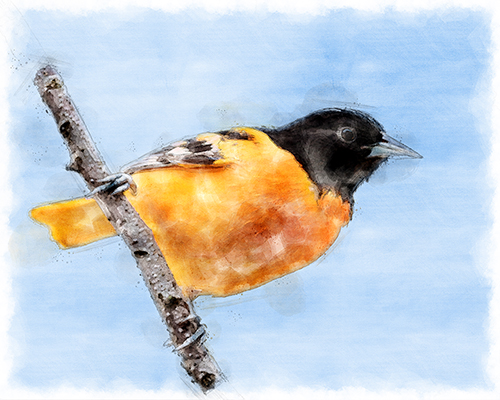 Baltimore Oriole perched on a branch with crisp detail
