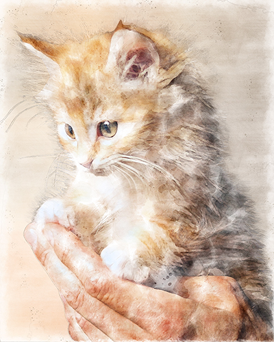 A fluffy curious kitten gently held