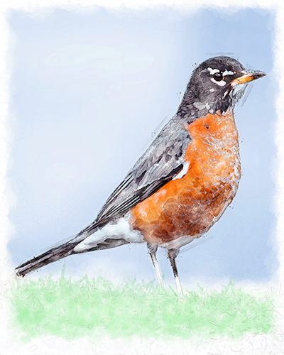 American Robin standing in grass.